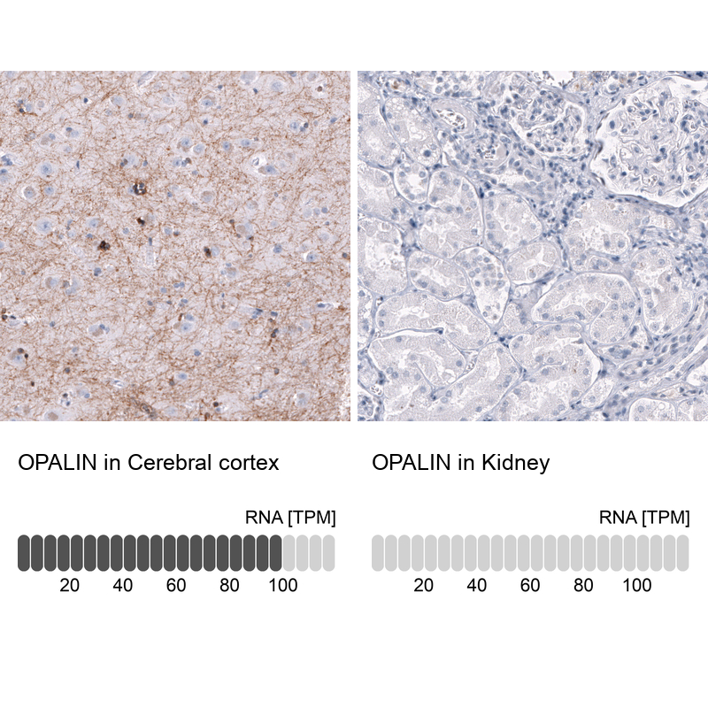 Atlas Antibodies Anti-OPALIN Antibody