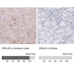 Atlas Antibodies Anti-OPALIN Antibody
