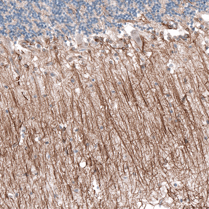 Atlas Antibodies Anti-P2RX7 Antibody
