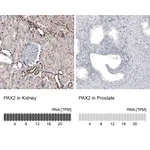 Atlas Antibodies Anti-PAX2 Antibody