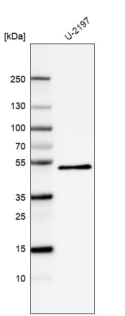 Atlas Antibodies Anti-PCOLCE Antibody