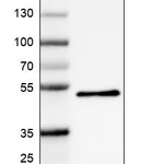 Atlas Antibodies Anti-PCOLCE Antibody