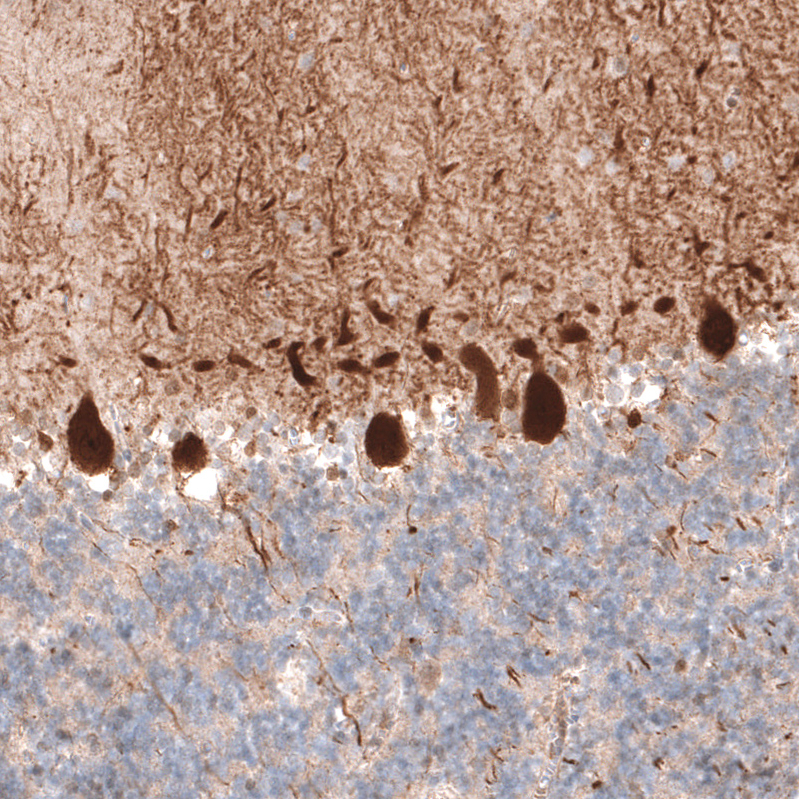 Atlas Antibodies Anti-PCP4 Antibody