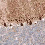 Atlas Antibodies Anti-PCP4 Antibody