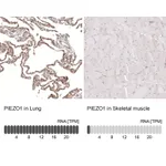 Atlas Antibodies Anti-PIEZO1 Antibody