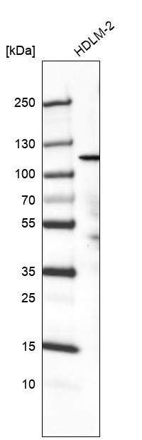 Atlas Antibodies Anti-PIK3CA Antibody