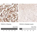 Atlas Antibodies Anti-PIK3CA Antibody