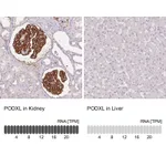 Atlas Antibodies Anti-PODXL Antibody