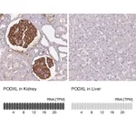 Atlas Antibodies Anti-PODXL Antibody