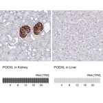 Atlas Antibodies Anti-PODXL Antibody
