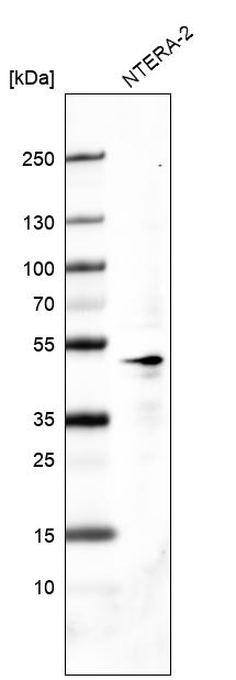 Atlas Antibodies Anti-POU5F1 Antibody