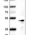 Atlas Antibodies Anti-POU5F1 Antibody