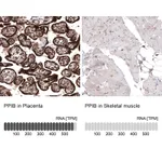 Atlas Antibodies Anti-PPIB Antibody