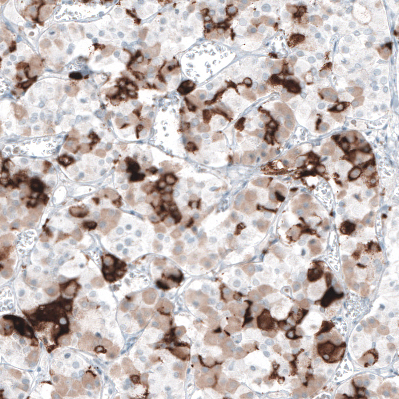 Atlas Antibodies Anti-PRL Antibody