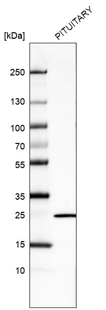 Atlas Antibodies Anti-PRL Antibody