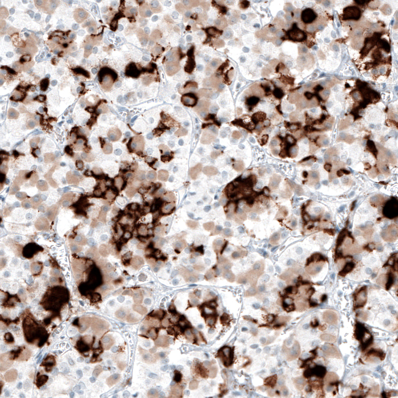 Atlas Antibodies Anti-PRL Antibody