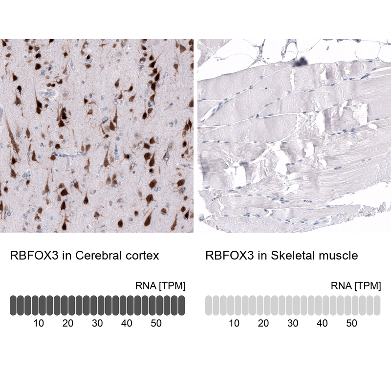 Atlas Antibodies Anti-RBFOX3 Antibody