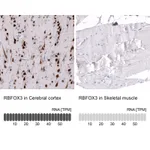 Atlas Antibodies Anti-RBFOX3 Antibody