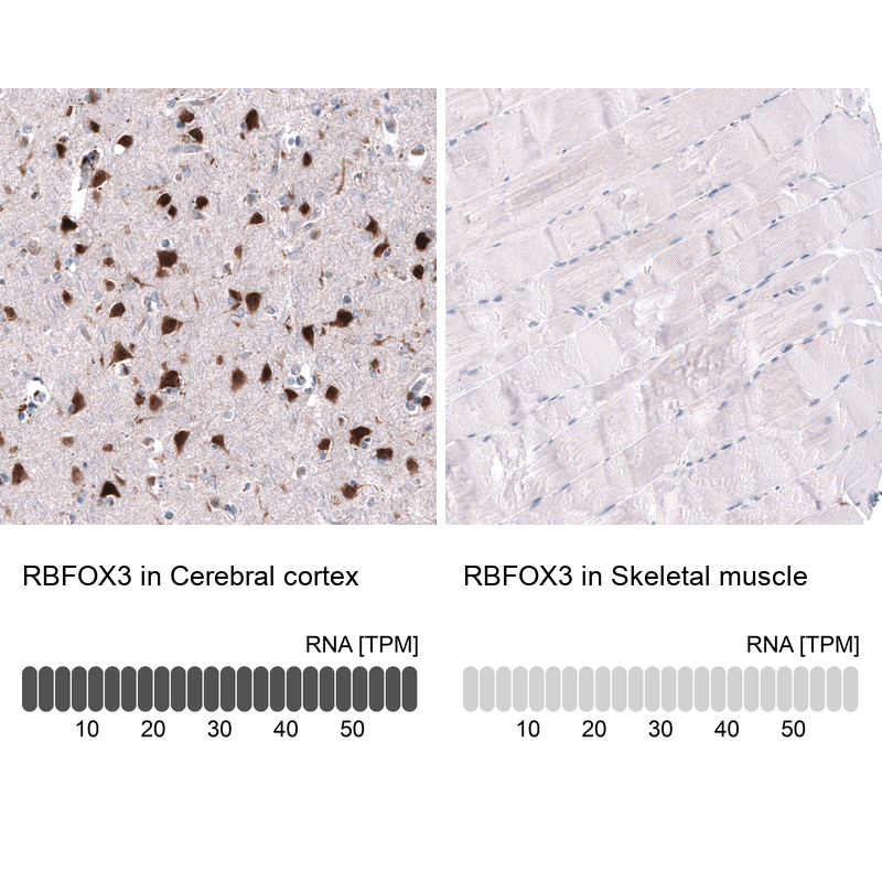 Atlas Antibodies Anti-RBFOX3 Antibody
