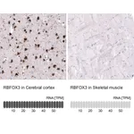 Atlas Antibodies Anti-RBFOX3 Antibody