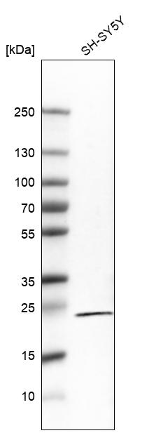 Atlas Antibodies Anti-RGS5 Antibody