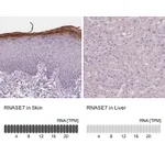 Atlas Antibodies Anti-RNASE7 Antibody