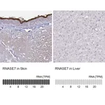 Atlas Antibodies Anti-RNASE7 Antibody