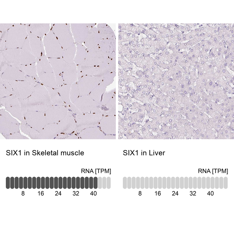 Atlas Antibodies Anti-SIX1 Antibody