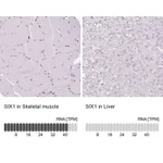 Atlas Antibodies Anti-SIX1 Antibody
