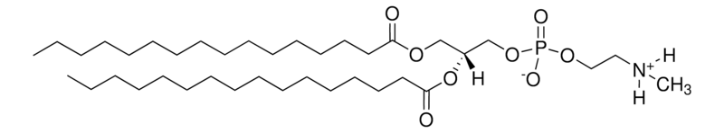 Merck 16:0 Monomethyl PE