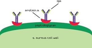 Merck PROTEIN A FROM STAPHYLOCOCCUS AUREUS, SO