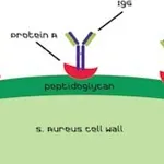 Merck PROTEIN A FROM STAPHYLOCOCCUS AUREUS, SO