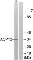 Merck ANTI-AQP12 ANTIBODY PRODUCED IN RABBIT