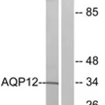 Merck ANTI-AQP12 ANTIBODY PRODUCED IN RABBIT