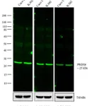 Thermo Fisher Scientific Goat anti-Rabbit IgG (H+L) Cross-Adsorbed Secondary Antibody, DyLight 800