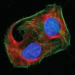 Merck MIX-N-STAIN CF647 ANTIBODY LABELING KIT