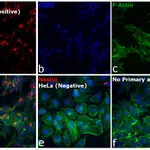 Thermo Fisher Scientific F(ab`)2-Goat anti-Mouse IgG (H+L) Cross-Adsorbed Secondary Antibody, Alexa Fluor 594