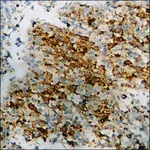 Merck Anti-phospho-PKC-pan (pThr497) antibody produced in rabbit