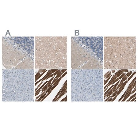 Merck Anti-CACNA2D1 antibody produced in rabbit