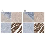 Merck Anti-CACNA2D1 antibody produced in rabbit