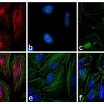 Thermo Fisher Scientific F(ab`)2-Donkey anti-Mouse IgG (H+L) Highly Cross-Adsorbed Secondary Antibody, TRITC