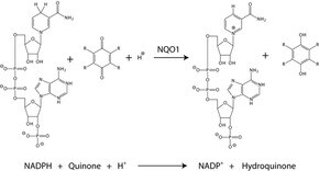 Merck DT DIAPHORASE (NQO1) HUMAN, LYOPHILIZED&