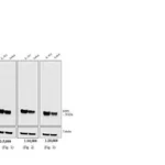 Thermo Fisher Scientific Horse anti-Mouse IgG (H+L) Secondary Antibody, Biotin