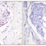 Merck Anti-Ubiquitin antibody produced in rabbit