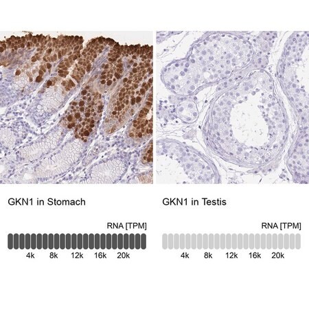 Merck Anti-GKN1 antibody produced in rabbit