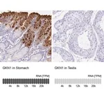 Merck Anti-GKN1 antibody produced in rabbit