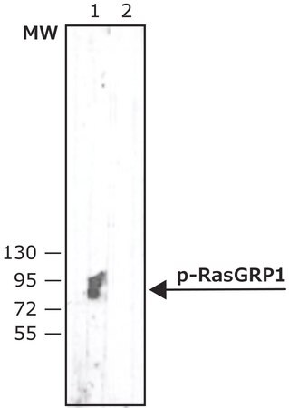 Merck Anti-phospho-RasGRP1(pThr184) antibody, Mouse monoclonal
