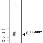 Merck Anti-phospho-RasGRP1(pThr184) antibody, Mouse monoclonal