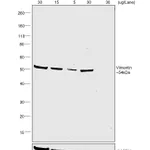 Thermo Fisher Scientific Goat anti-Mouse IgM (Heavy chain) Secondary Antibody, HRP