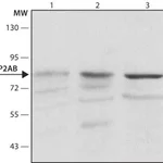 Merck Anti-PP2A subunit B isoform B56-delta antibody, Mouse monoclonal